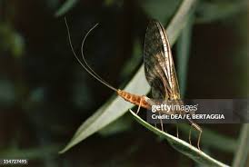 Attēlu rezultāti vaicājumam “Ephemera sp.”