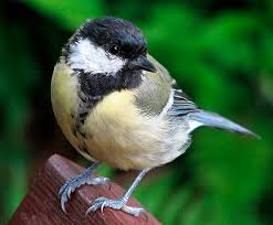 Attēlu rezultāti vaicājumam “Parus major”