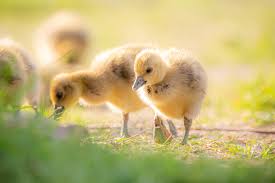 Attēlu rezultāti vaicājumam “Anser anser juvenile”