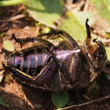 Attēlu rezultāti vaicājumam “Potosia cuprea”