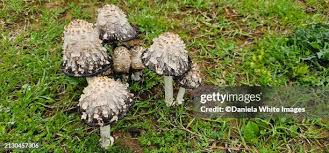 Attēlu rezultāti vaicājumam “Coprinus sp.”