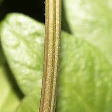 Attēlu rezultāti vaicājumam “Vicia sepium leaf”