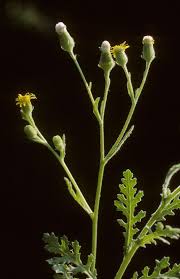 Attēlu rezultāti vaicājumam “Senecio viscosus”