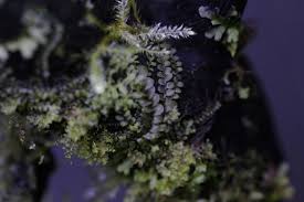 Attēlu rezultāti vaicājumam “Jungermannia hyalina”