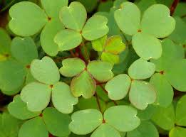 Attēlu rezultāti vaicājumam “Oxalidaceae”