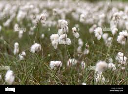Attēlu rezultāti vaicājumam “Eriophorum angustifolium fruit”