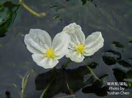 「水蘊草」的圖片搜尋結果