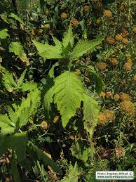 Image result for Chenopodium ambrosioides