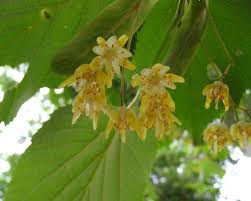 Attēlu rezultāti vaicājumam “Tilia tomentosa flower”