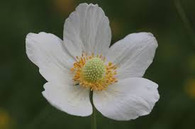 Attēlu rezultāti vaicājumam “Anemone sylvestris fruit”