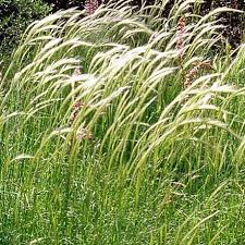 Attēlu rezultāti vaicājumam “Dichelia histrionana”