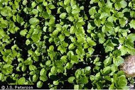 Attēlu rezultāti vaicājumam “Mentha aquatica leaf”