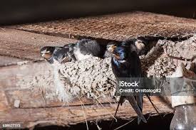Attēlu rezultāti vaicājumam “Hirundo rustica nest”