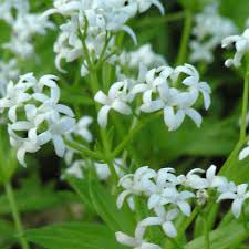 Image result for Galium odoratum