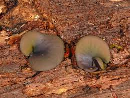 Attēlu rezultāti vaicājumam “Chlorencoelia versiformis”