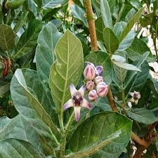 Attēlu rezultāti vaicājumam “Arenaria procera leaf”