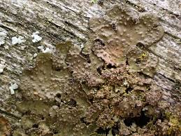 Attēlu rezultāti vaicājumam “Melanohalea exasperata”