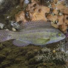 Image result for Symphodus melops