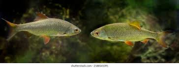 Image result for Squalius cephalus