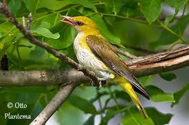 Attēlu rezultāti vaicājumam “Oriolus oriolus female”