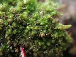 Attēlu rezultāti vaicājumam “Nardia geoscyphus”