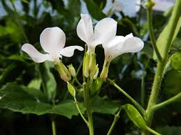 Attēlu rezultāti vaicājumam “Lunaria annua flower”