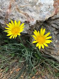 Attēlu rezultāti vaicājumam “Tragopogon heterospermus”