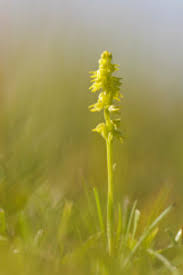 Attēlu rezultāti vaicājumam “Herminium monorchis fruit”