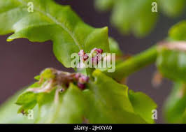 Attēlu rezultāti vaicājumam “Quercus robur female flower”