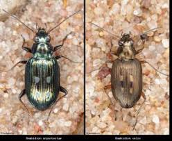 Attēlu rezultāti vaicājumam “Bembidion litorale”