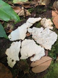 Attēlu rezultāti vaicājumam “Skeletocutis stellae”