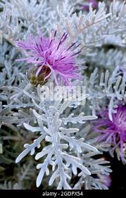 Attēlu rezultāti vaicājumam “Centaurea scabiosa leaf”