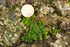 Attēlu rezultāti vaicājumam “Tortula lingulata”