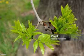 Attēlu rezultāti vaicājumam “Fraxinus excelsior leaf”