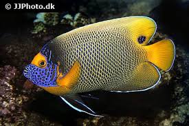 Attēlu rezultāti vaicājumam “Pachyphloeus melanoxanthus”