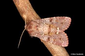 Attēlu rezultāti vaicājumam “Ceramica pisi”