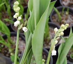 Attēlu rezultāti vaicājumam “Convallaria majalis”