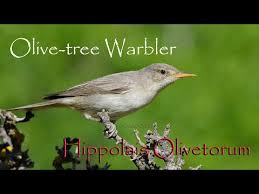 Image result for Hippolais olivetorum