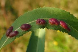 Attēlu rezultāti vaicājumam “Pontania proxima”