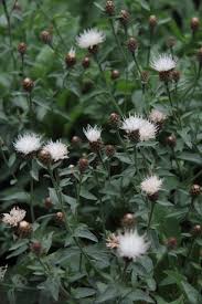 Image result for Centaurea nigra