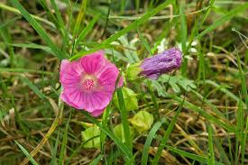 Attēlu rezultāti vaicājumam “Malva moschata flower”
