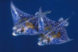 Image result for Aetobatus narinari