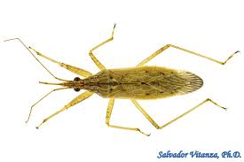 Attēlu rezultāti vaicājumam “Nabidae”