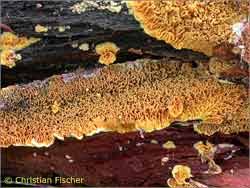 Attēlu rezultāti vaicājumam “Pseudomerulius aureus”