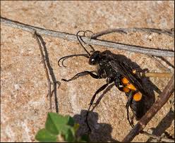 Attēlu rezultāti vaicājumam “Anoplius viaticus”