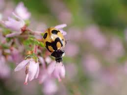 Attēlu rezultāti vaicājumam “Coccinella hieroglyphica”