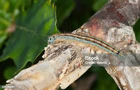 Attēlu rezultāti vaicājumam “Malacosoma neustria larva”