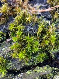 Attēlu rezultāti vaicājumam “Orthotrichum lyellii”