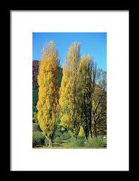 Attēlu rezultāti vaicājumam “Populus nigra Italica”