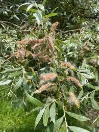 Attēlu rezultāti vaicājumam “Salix alba var. alba”